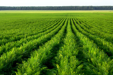 Fresh green plants in rows at carrot field. Agriculture, growing vegetables in industrial volumes