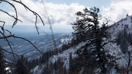 snow covered trees