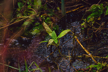 fern plant in the forest