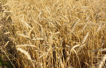 Golden Wheat Field isolated close up 