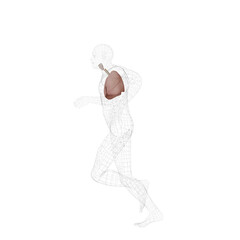 3D Model of a Running Human with Emphasis on Lung Function
