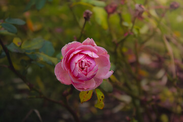 Beautiful flower with amazing colors 