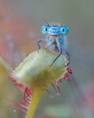 A damselfly stuck to the carnivorous plant, sundew (drosera intermedia).