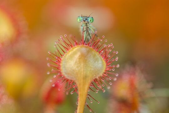 A damselfly stuck to the carnivorous plant, sundew (drosera intermedia).