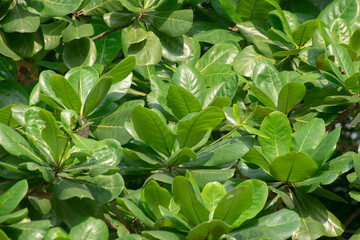 Terminalia Catappa Tropical Almond Tree with Lush Green Foliage in a Vibrant Landscape