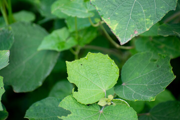 Urena Lobata Hibiscus Burr Plant with Pink Flowers and Green Leaves in Tropical Garden