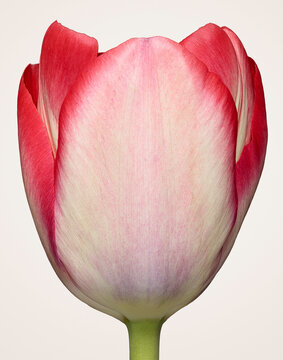 Close-Up of a Beautiful Pink Red Tulip