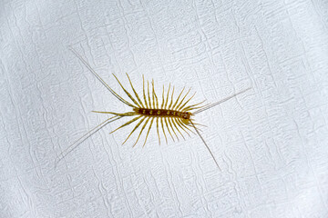 Obraz premium House centipede on the ceiling in the house