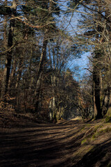 Obraz premium Forêt d'automne, chemin en sous bois au feuillage coloré en Auvergne