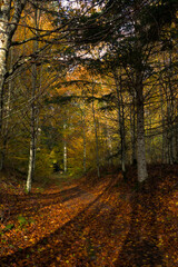 Forêt d'automne, chemin en sous bois au feuillage coloré en Auvergne
