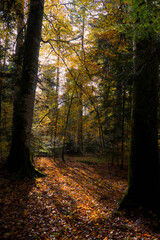 Obraz premium Forêt d'automne, chemin en sous bois au feuillage coloré en Auvergne