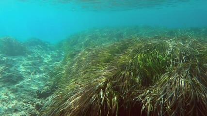A serene underwater world captured in clarity, showcasing diverse marine life swimming among dense seagrass beds, illustrating natural beauty and ecosystem harmony with posidonia