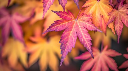 Vibrant Autumn Maple Leaves Displaying Rich Colors