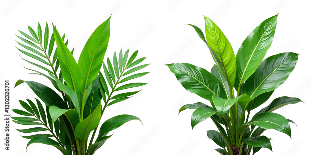 Poster Tropical Greenery Isolated Against A Clean White Backdrop Showcases Vibrant Foliage In A Simple Yet Visually Striking Composition. 00001
