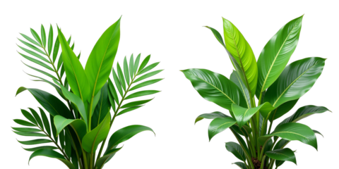 Tropical Greenery Isolated Against A Clean White Backdrop Showcases Vibrant Foliage In A Simple Yet Visually Striking Composition. 00001