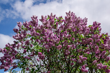 Pink lilac bloom in spring