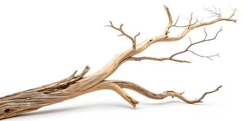 Fototapeta premium Weathered Driftwood Branch with Intricate Twisting Form V2