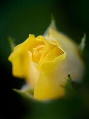 Half-opened yellow rose bud. Close up, blurred background.