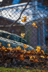 Orange oak leaves caught on a fence in a park.