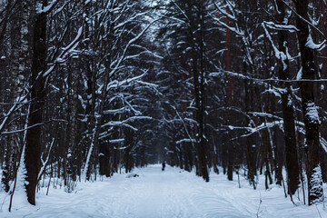 Fototapeta premium Winter park in the snow, many trees, an alley and at the end a silhouette of a man.