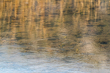 Round droplets of water over circles on the lake water. Water drop, whirl and splash. Ripples on...