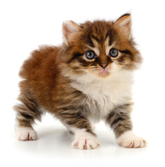 Kitten on white background.
