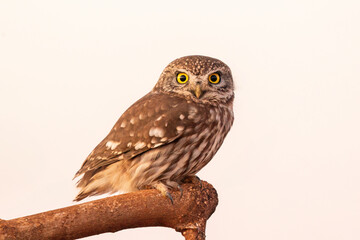 A little owl bird on a rock