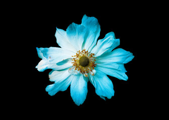 Blume schwarzer Hintergrund Bund  © Oleg