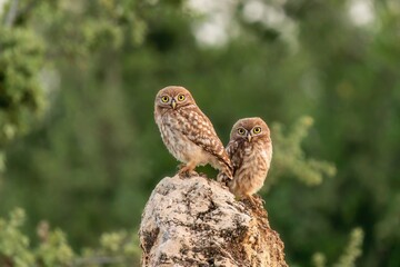 Two little owl bird on a rock