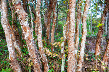 朝の山の木々(タイ)