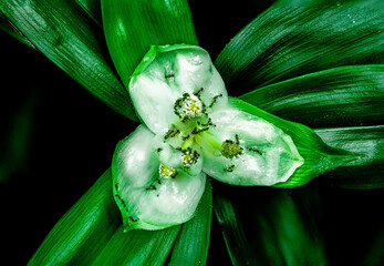 Blume schwarzer Hintergrund Bund  © Oleg