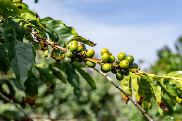 A bunch of green fruit hanging from a tree
