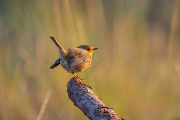 A robin bird on the bush