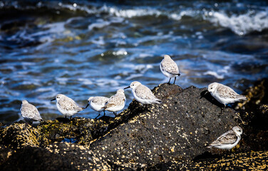 Kleine Vögel am Wasser 