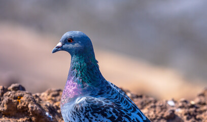 Taube auf Gran Canaria Porträt