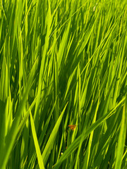 Lost in the greens, where even a butterfly whispers elegance. 🌿🦋