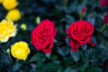 red bush rose background image