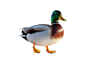 Obraz premium Isolated Mallard Duck Walking Side View