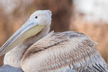 A majestic pelican sits comfortably on a rock, its feathers glistening in the soft morning light. The serene atmosphere creates a peaceful moment along the tranquil shore