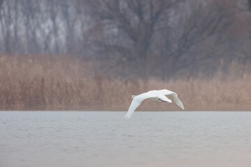 A graceful swan soars just above still waters, its wings outstretched against a backdrop of muted browns and grays. The wetland whispers of winter's quiet beauty envelops the tranquil setting