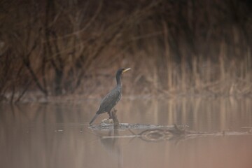A striking cormorant perches gracefully on a log, surrounded by still waters reflecting the soft hues of dawn. The serene wetland offers a peaceful backdrop with sparse vegetation