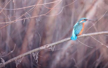 A stunning kingfisher, adorned in brilliant blue and orange plumage, sits quietly on a bare branch, surrounded by soft, blurred backgrounds of twigs and foliage during early morning light