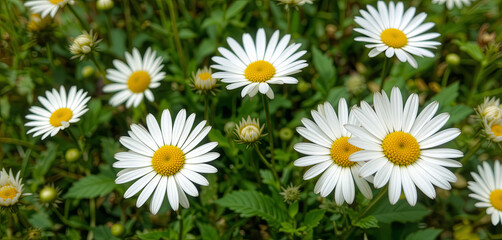 Obraz premium Clusters of cheerful daisies showcase their white petals and yellow centers in a lush green meadow. The sunlight enhances the vibrant colors of spring, creating a serene landscape