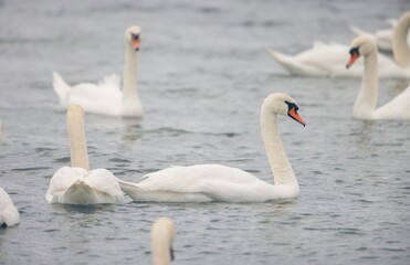 Obraz premium A beautiful flock of swans swims elegantly across the calm waters of a lake under a gray sky. Their reflections dance on the surface, creating a peaceful atmosphere in nature