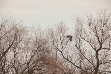 A beautiful bird glides gracefully across the sky, its wings outstretched amidst the stark branches of leafless trees. The tranquil atmosphere captures the essence of winter's embrace