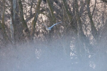 A solitary heron soars above a fog-covered terrain, where trees stand tall and bare. The soft light of dawn casts a mystical glow, enhancing the serene beauty of this tranquil moment