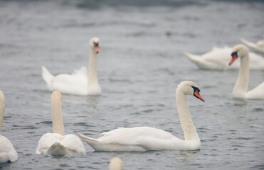 A group of elegant swans swims gracefully in the calm waters of a lake during the early morning. The soft light of dawn casts a peaceful glow, enhancing their beauty