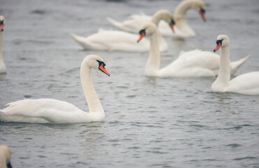 Obraz premium Swans swim calmly in a tranquil lake, their pristine white feathers contrasting with the gentle water ripples. The early morning ambiance creates a peaceful atmosphere