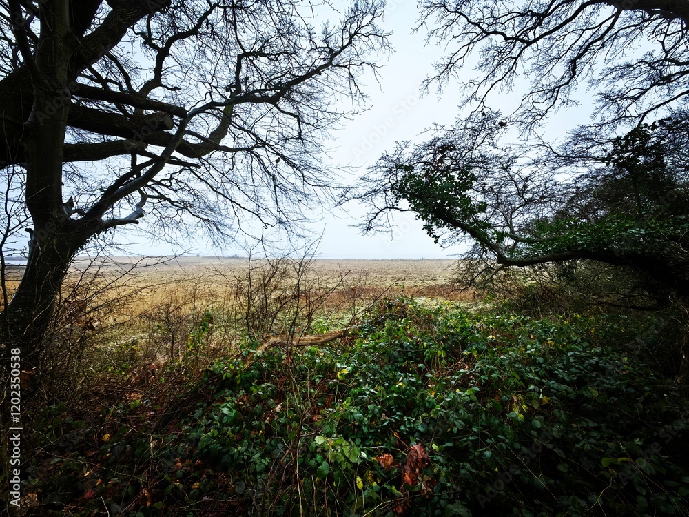 Canvas Prints trees in the fog