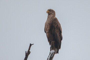 A powerful eagle stands tall on a snow-covered branch, surveying its surroundings with keen eyes. The tranquil winter sky provides a serene backdrop, showcasing the beauty of wildlife